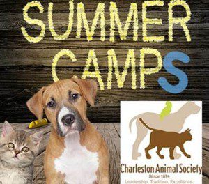 Animal Society Summer