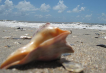 A conch shell at Botany Bay on Edisto.