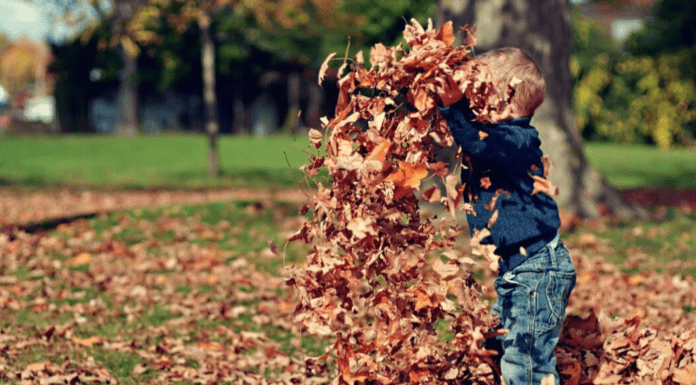 A Family Bucket List for Some Fall-Themed Fun Charleston Moms