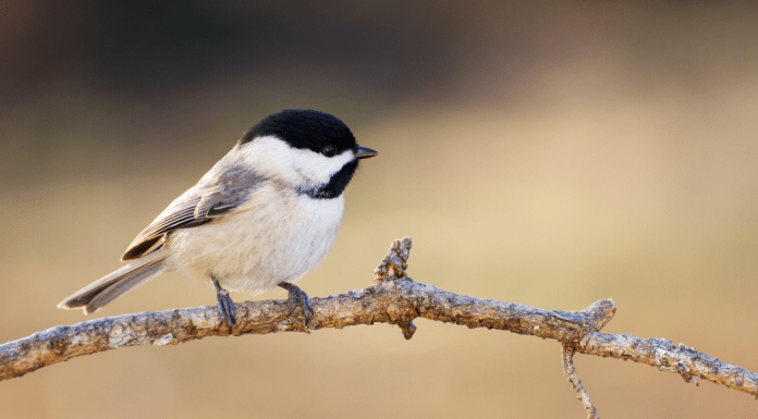 When birding, you can find many creatures including the Carolina Chickadee.