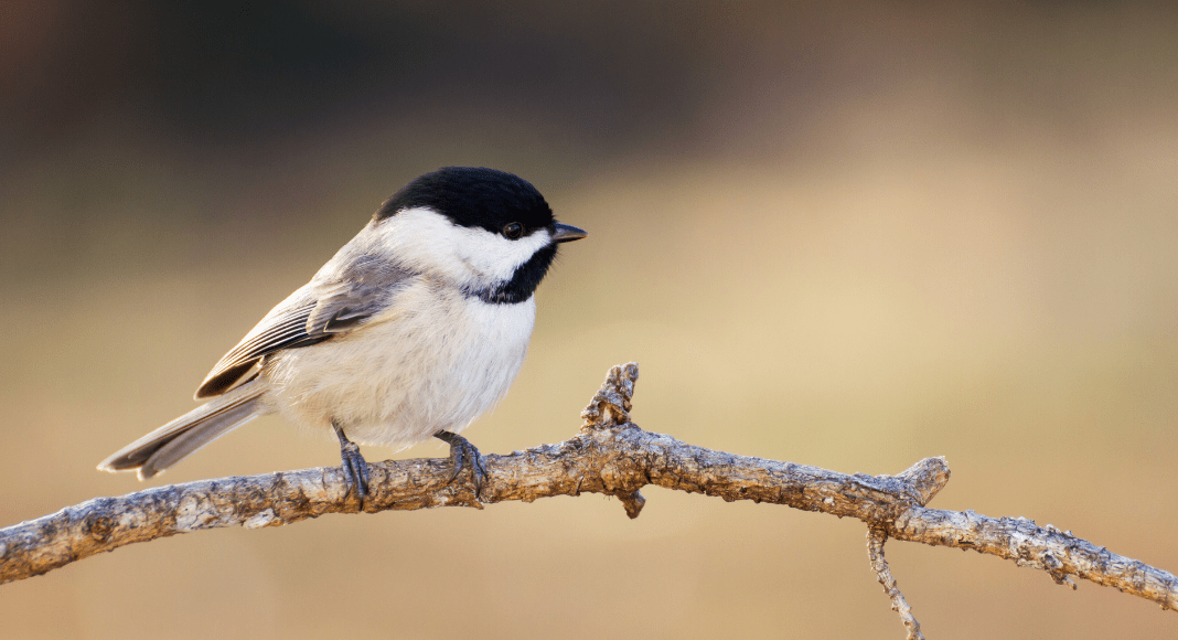 When birding, you can find many creatures including the Carolina Chickadee.