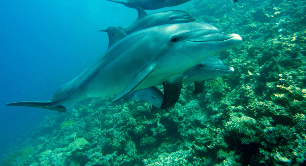 Dolphin Awareness Month: mother and baby dolphins swimming under water.