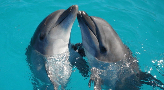 Dolphin Awareness Month: two dolphins with their heads upright above the water.