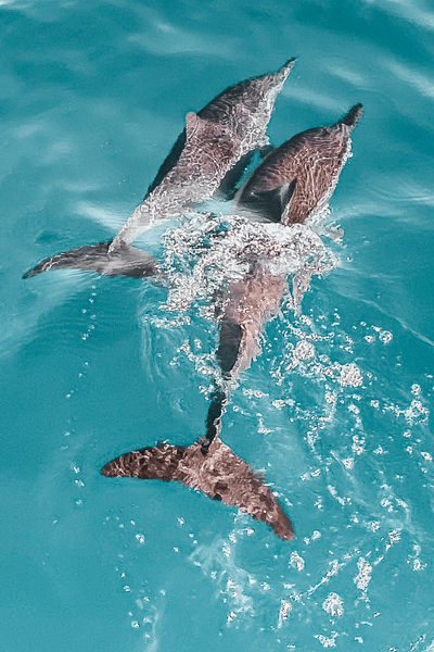 Two dolphins splashing out of the water.