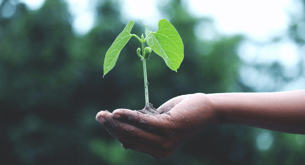celebrate earth day: a child's hand holds a small sprouting plant.
