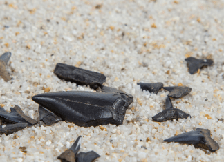 guided shark tooth hunting