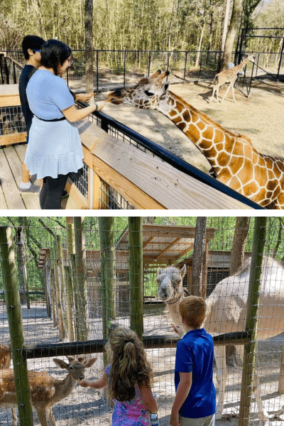 Curing summer boredom at bee city zoo. Top image shows two older kids feeding a giraffe. Bottom image shows two elementary aged kids feeding a deer and camel.