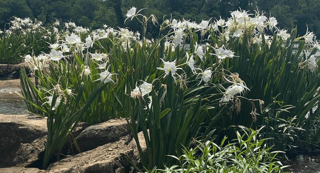 white Rocky Shoals Spider Lilies up close at Landsford Canal State Park.