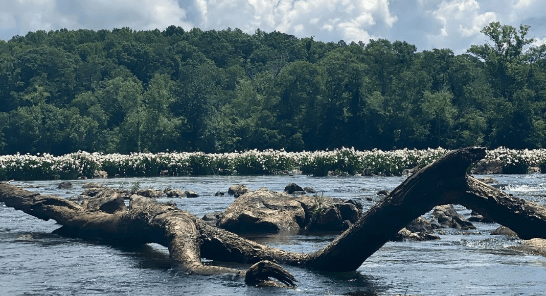 Landsford Canal State Park: view of the lilies in the background, driftwood and rocks in the foreground.