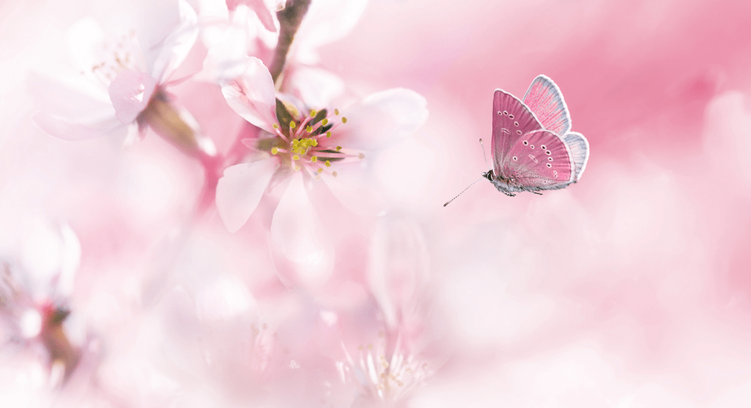 A butterfly with pink wings flutters to a spray of pink flowers.