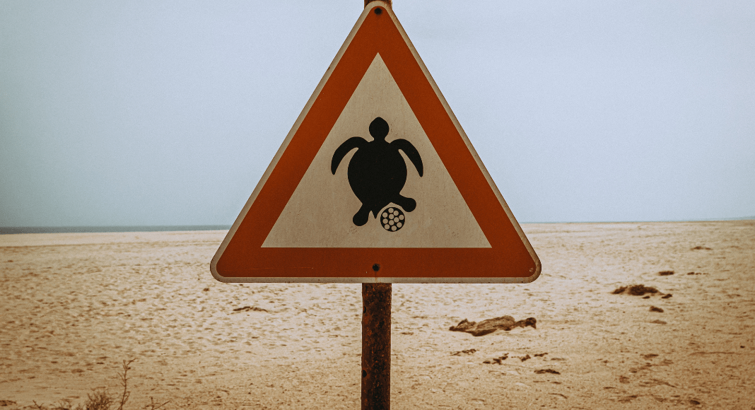 World Turtle Day: a triangular sign on the beach alerts people of sea turtle nests nearby.