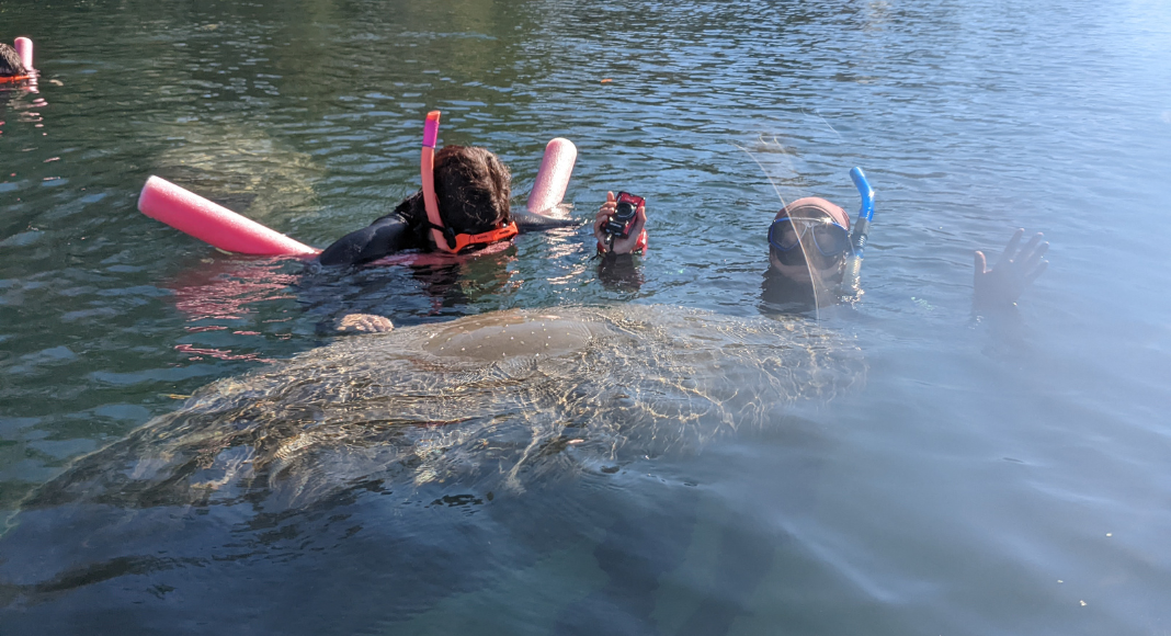 Two women in snorkel gear swim with a manatee.
