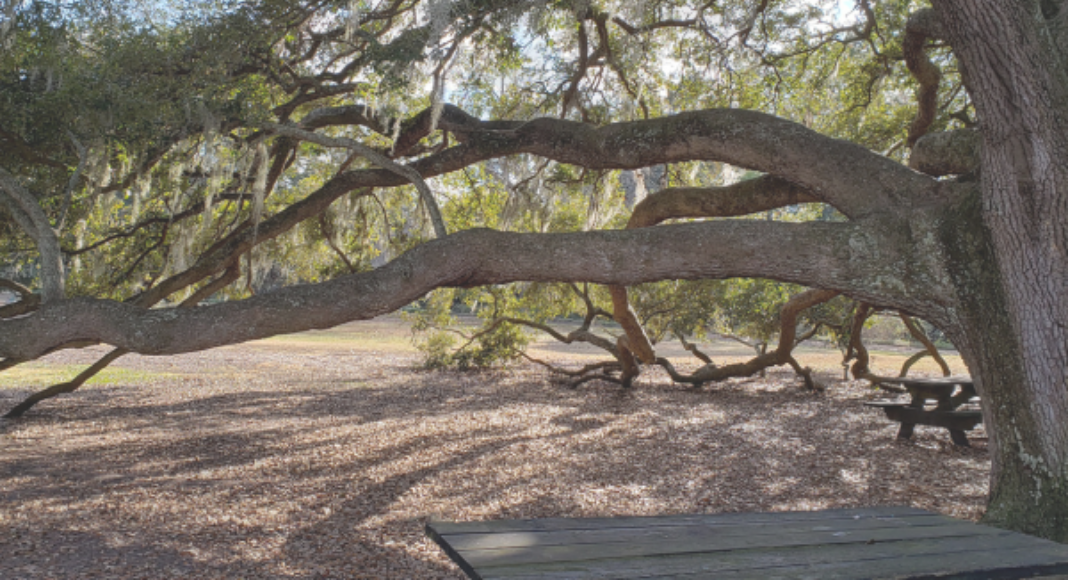 Large tree with sprawling branches at Hampton Park.