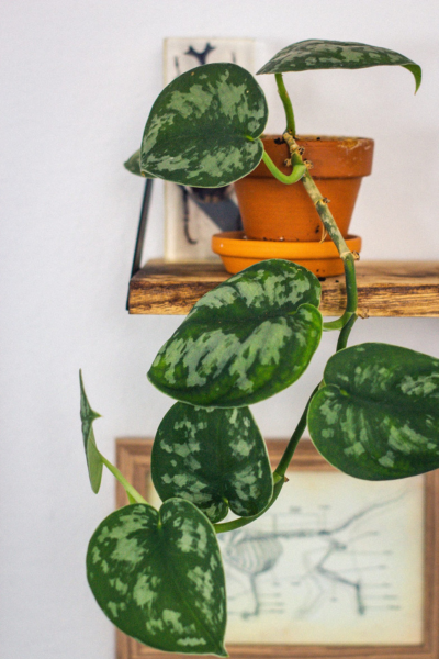Houseplants: Devil's ivy pothos