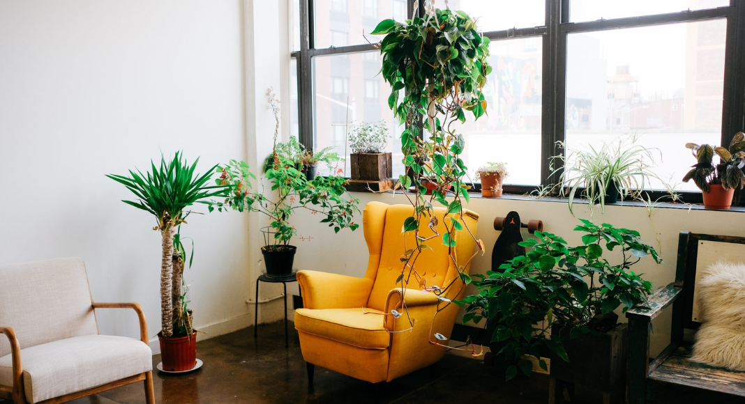 A living room with two arm chairs, surrounded by various indoor houseplants.