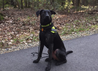 Cricket, a black service dog sitting on a paved path.