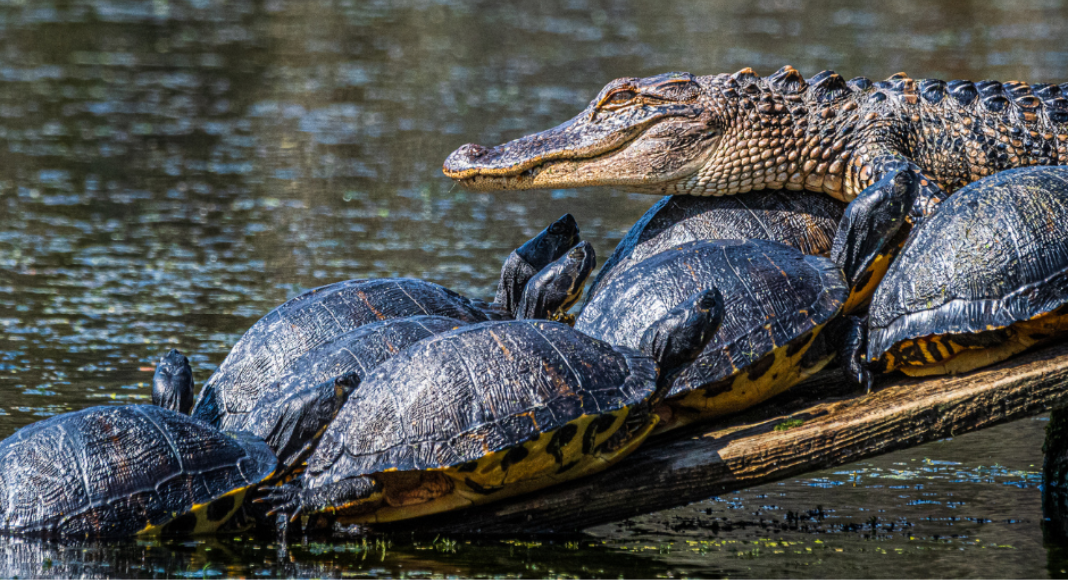 A small alligator surrounded by turtles.