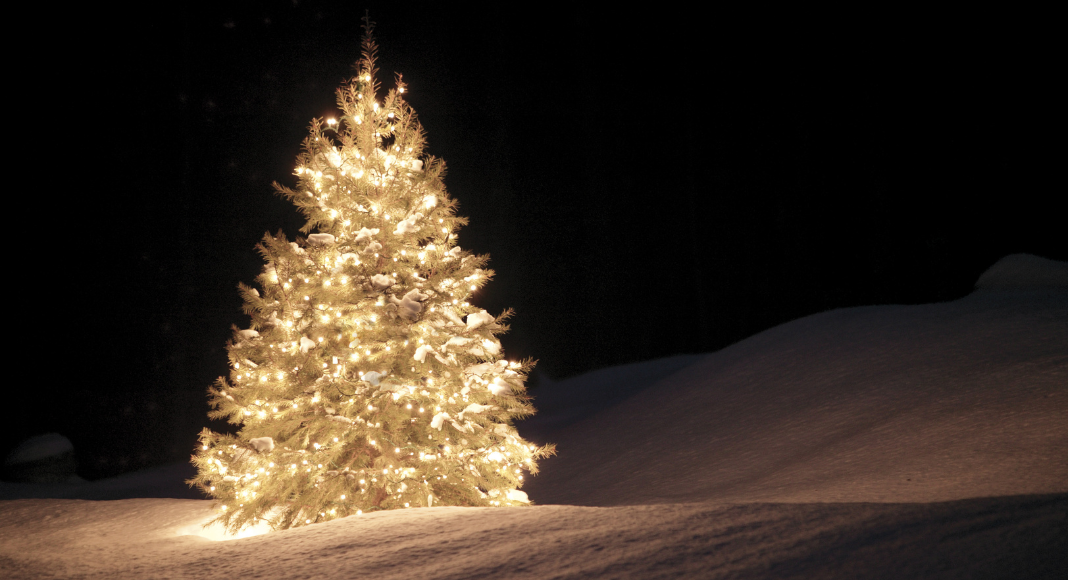 Lighted tree sits amidst a dark, snowy backdrop