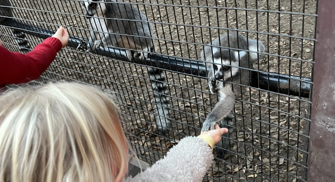A little girl holds hands with a lemur through a cage