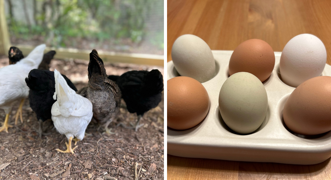 Left: different colored chicken butts Right: different colored chicken eggs
