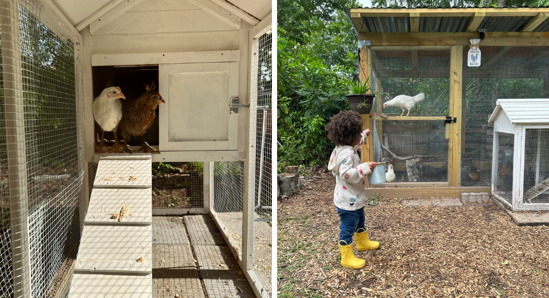 Left: Two chickens in their coop. Right: a little girl feeds chickens in their coop