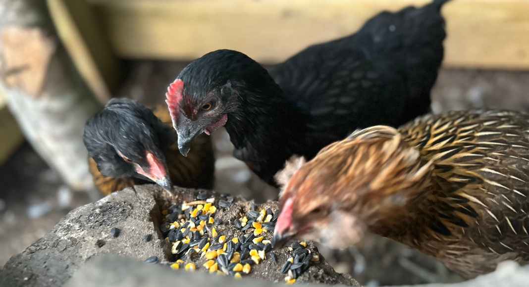 Three chickens eating their feed.