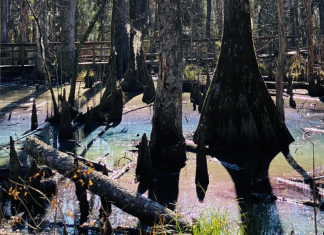 rainbow swamp