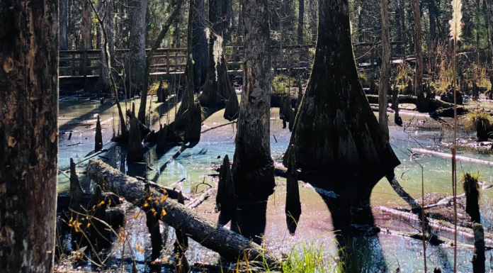 rainbow swamp