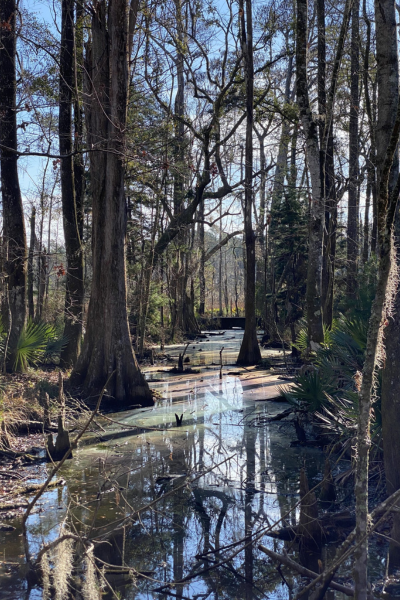 Rainbow swamp: A swamp peppered with trees has rainbow colored water