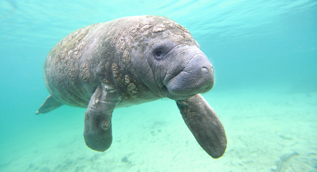 Our Getaway to Swim With Manatees in Crystal River, Florida