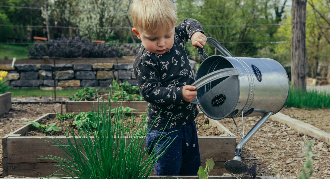 A little boy pouring water from a watering can on a garden.