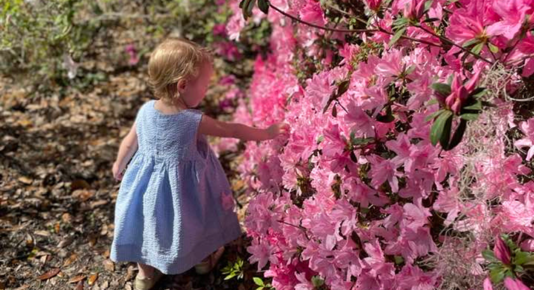 A toddler girl admires a bush with pink azaleas.