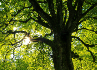 Arbor Day: a large tree with sunlight peeking through its leaves.