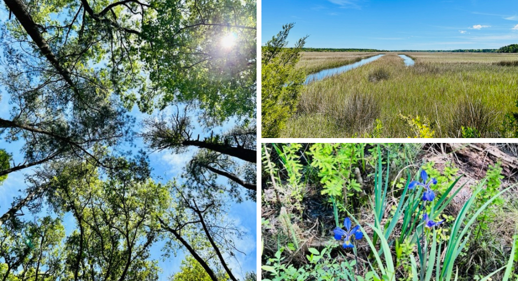 View of trees, swamp, and flowers at Caw Caw Interpretive Center.