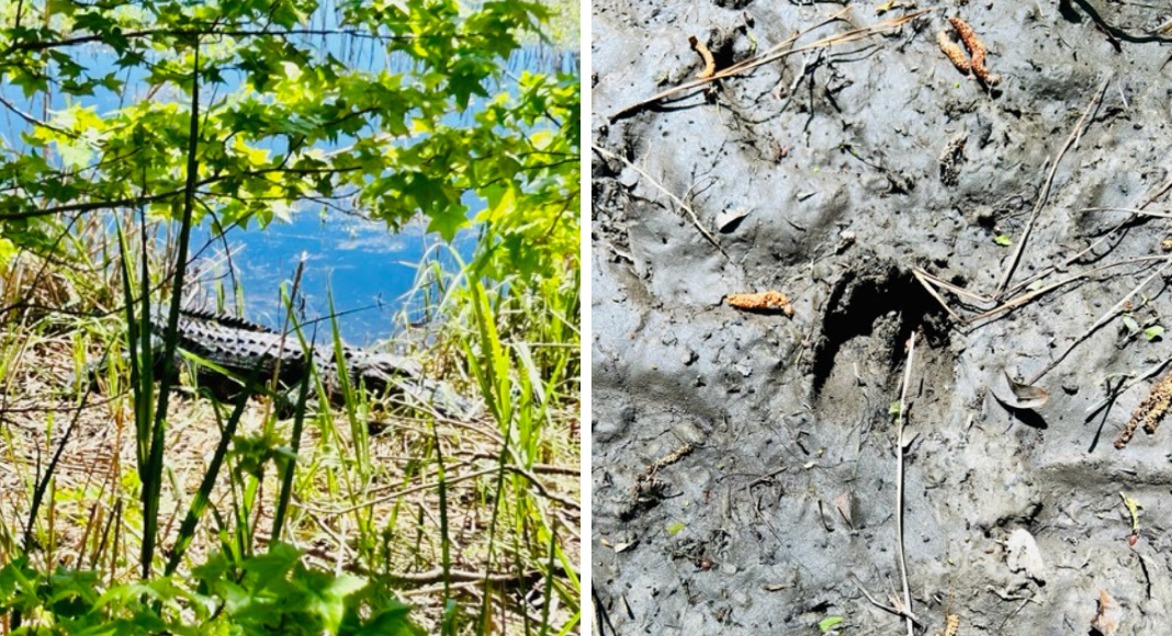 Mama Gator & tracks in mud at Caw Caw Interpretive Center.