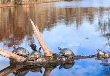 Turtles and birds propped on a fallen tree in the water at Old Santee Canal Park.