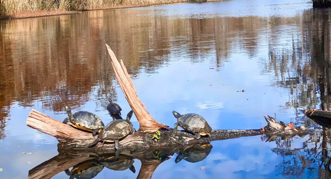 Go See Explore: Old Santee Canal Park